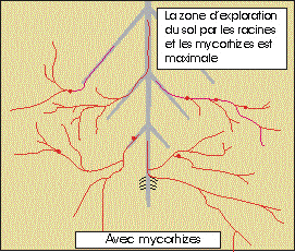 mycorhiziens 