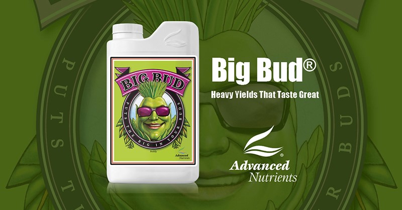 Big Bud