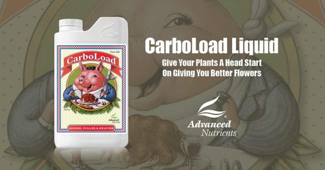 Carboload d’Advanced Nutrients   
