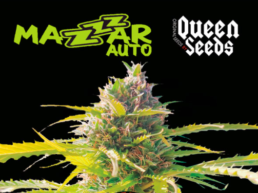 autoflo Queen Seeds Mazar