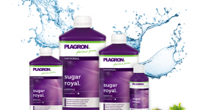 Sugar Royal de Plagron