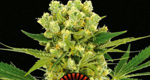 graines de cannabis Queen-Seeds