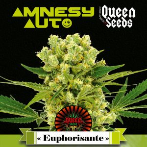 graines de cannabis Queen-Seeds