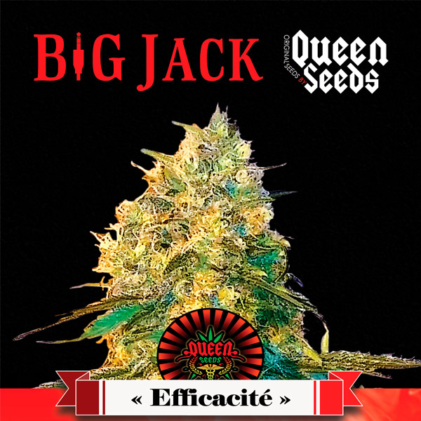 Big jack graines de cannabis féminisées