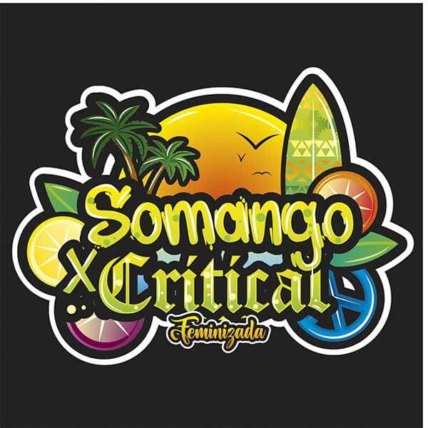 Somango x Critical